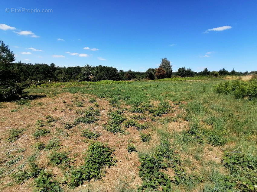 Terrain à SAINT-GEORGES-DE-MONS