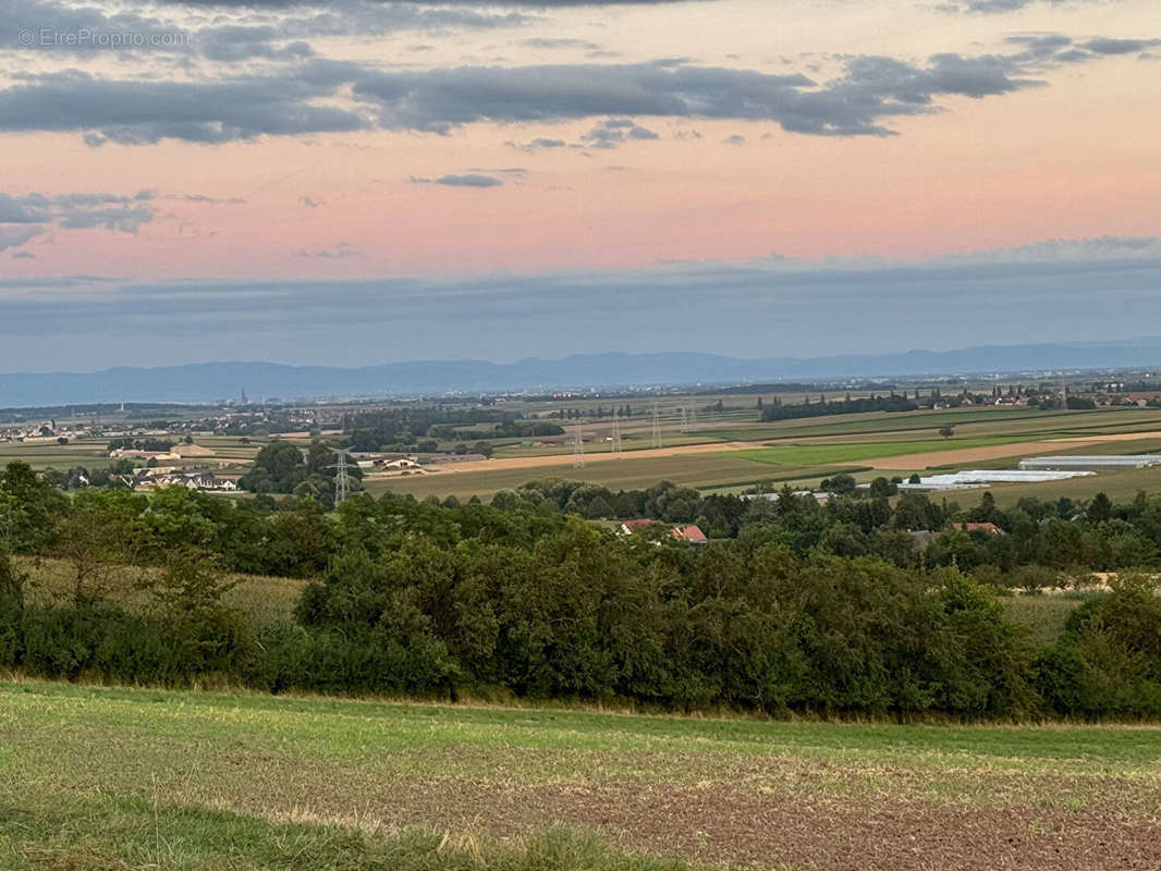 Terrain à DINGSHEIM