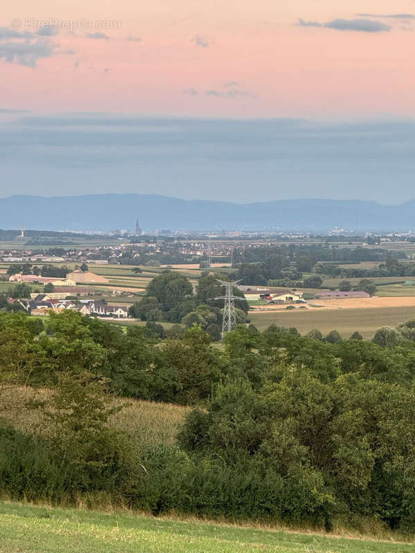 Terrain à DINGSHEIM