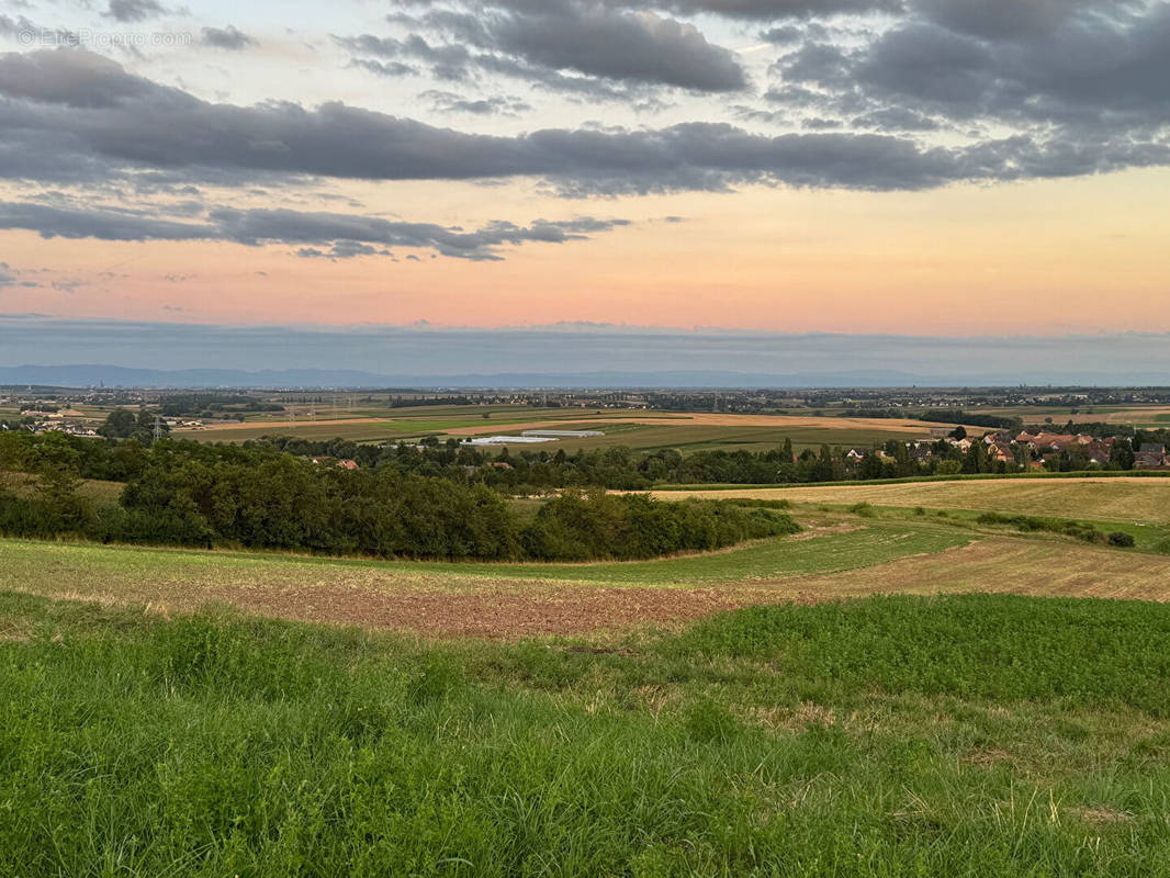 Terrain à DINGSHEIM