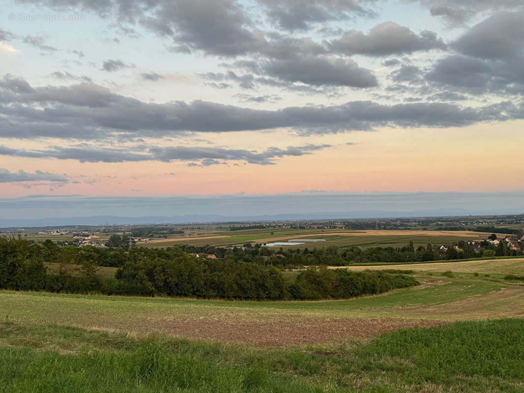 Terrain à DINGSHEIM