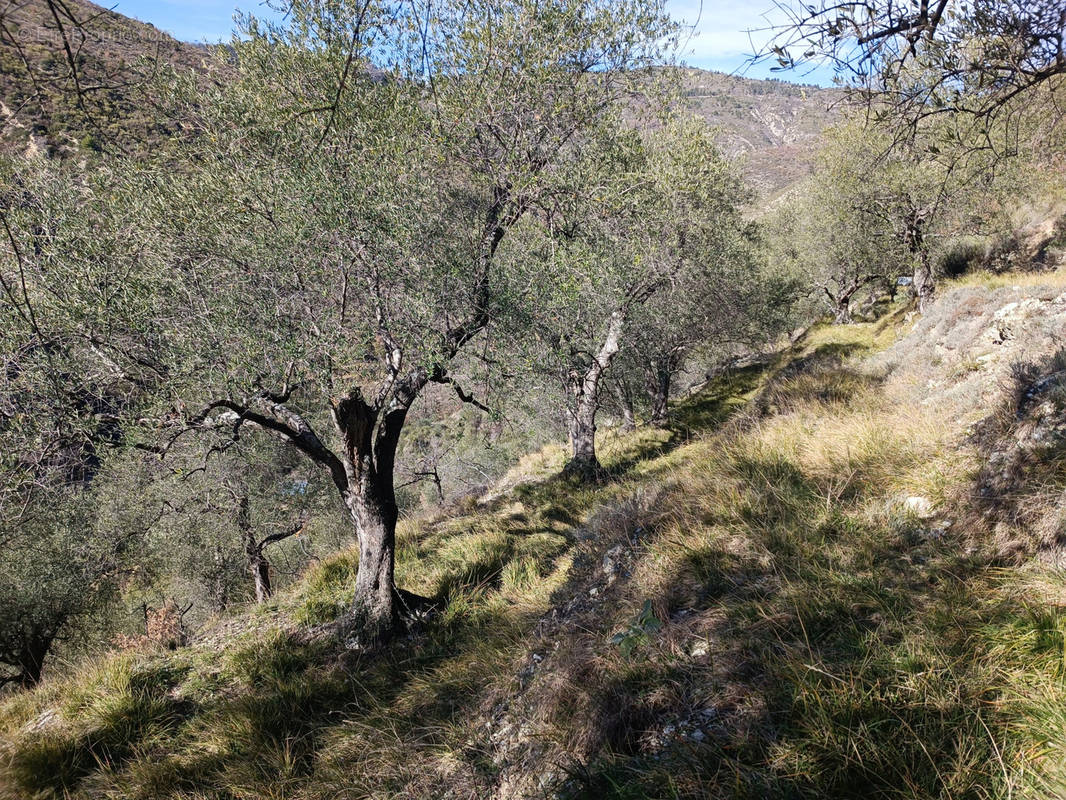 Terrain à LUCERAM