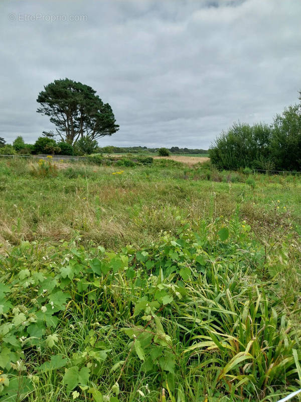 Terrain à TREGUENNEC