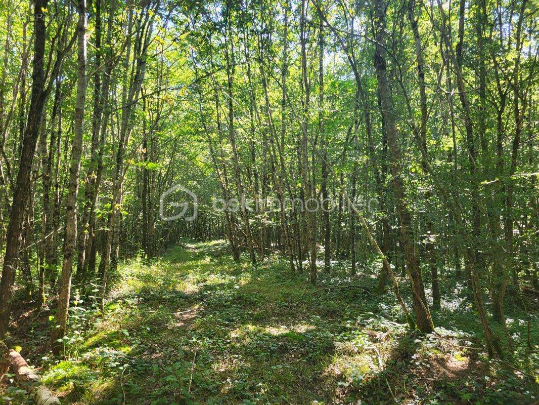 Terrain à BOISMORAND