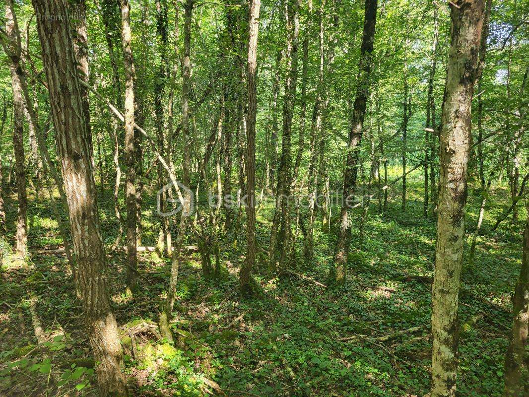 Terrain à BOISMORAND