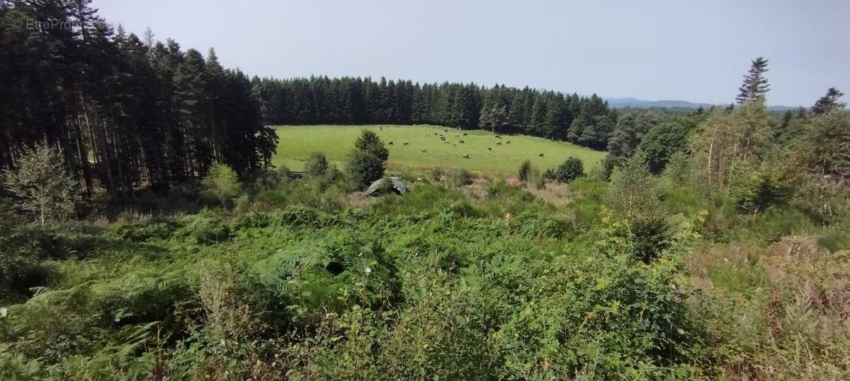 Photo 1 - Terrain à LE CHAMBON-SUR-LIGNON