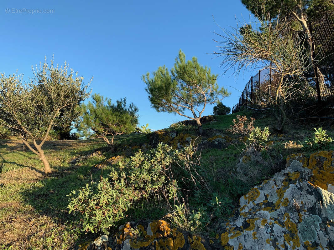 Maison à COLLIOURE