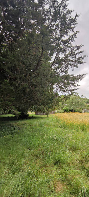 Terrain à CASTELNAU-DE-MEDOC