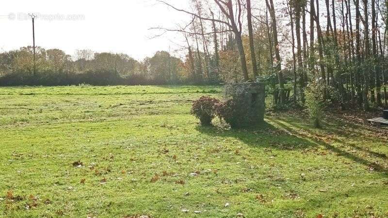 Le champs sur l&#039;arrière.  - Maison à SAINT-SAUVEUR-LE-VICOMTE