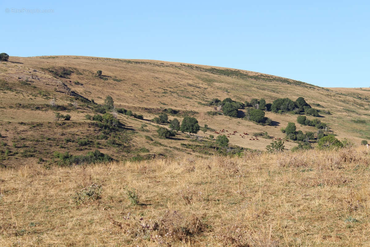 Terrain à SAINT-BONNET-DE-SALERS