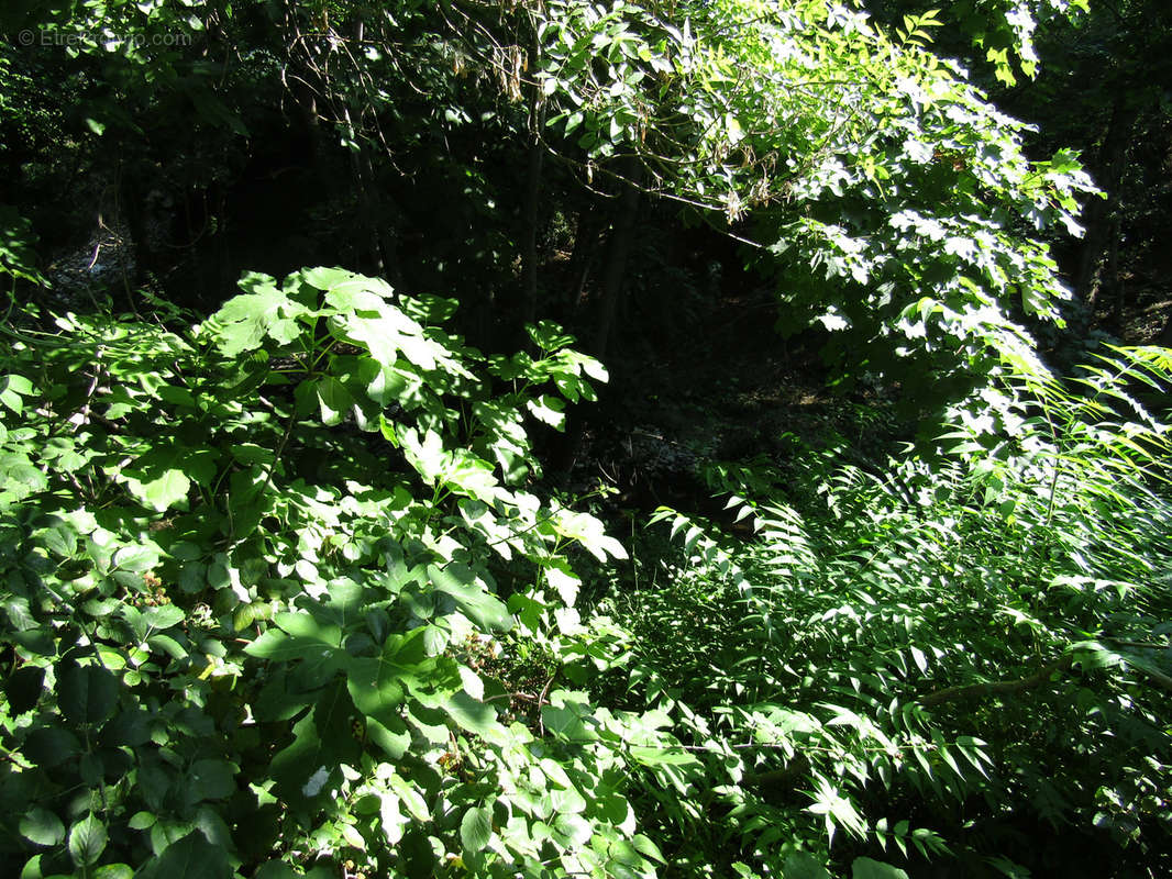 Terrain à CAUDIES-DE-FENOUILLEDES