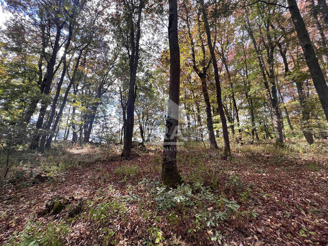 Terrain à BUZET-SUR-TARN