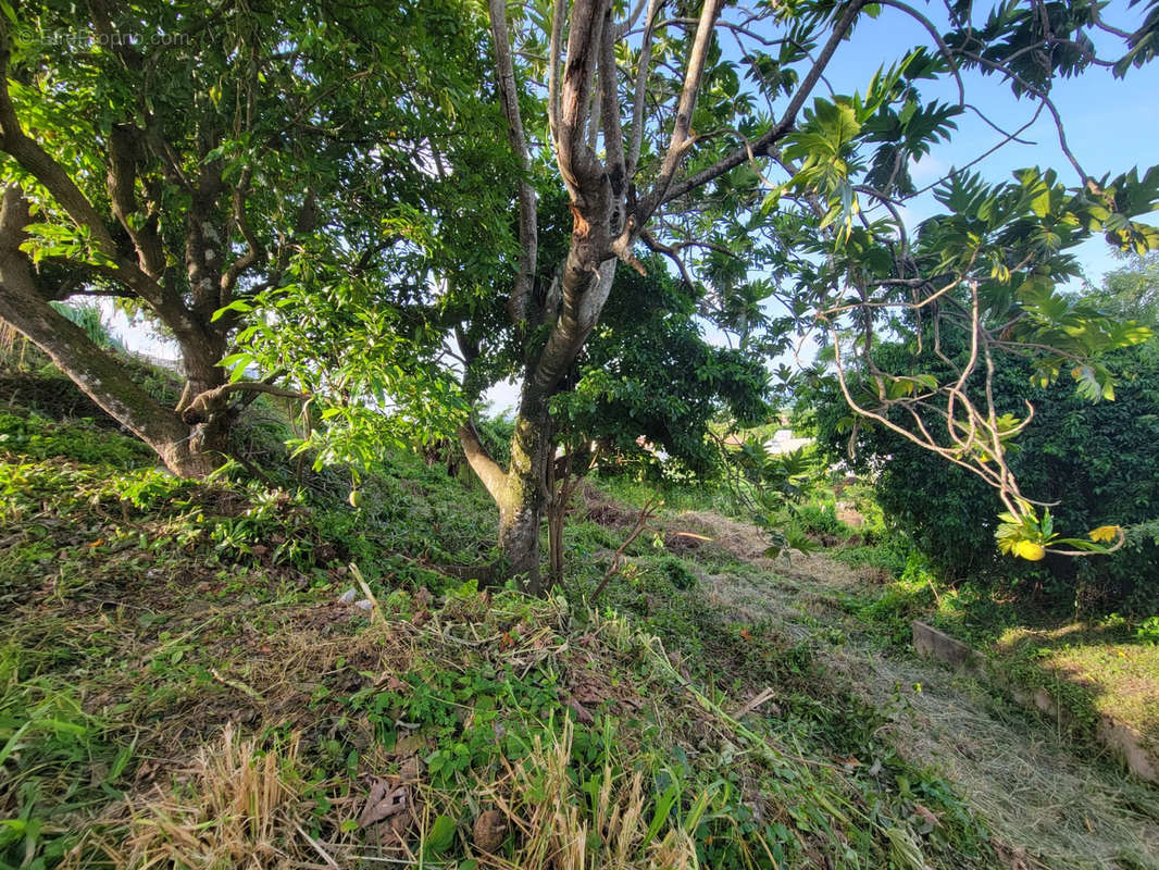 Terrain à RIVIERE-SALEE