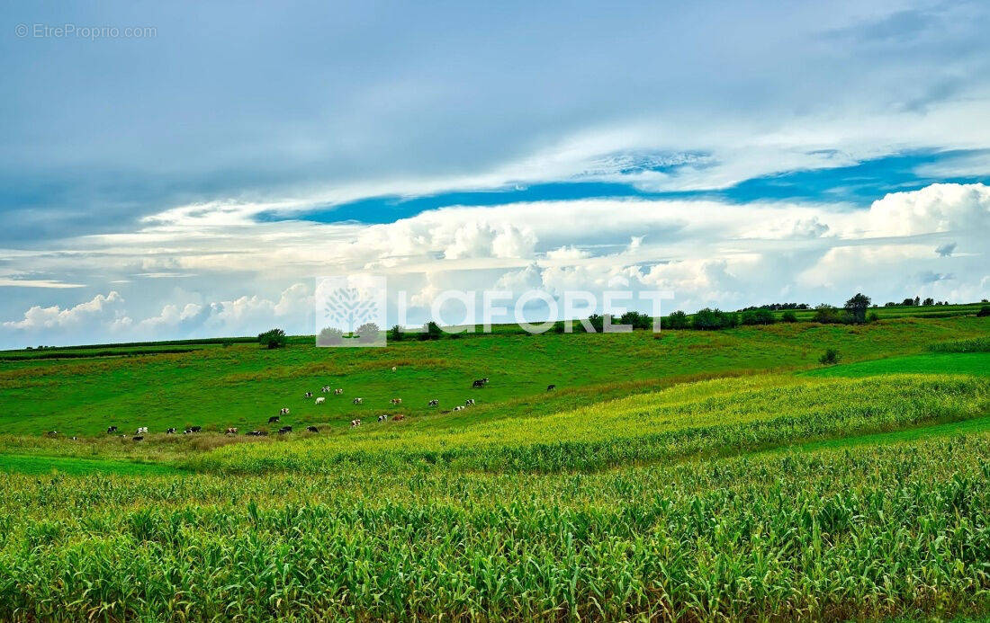 Terrain à CAMPHIN-EN-PEVELE