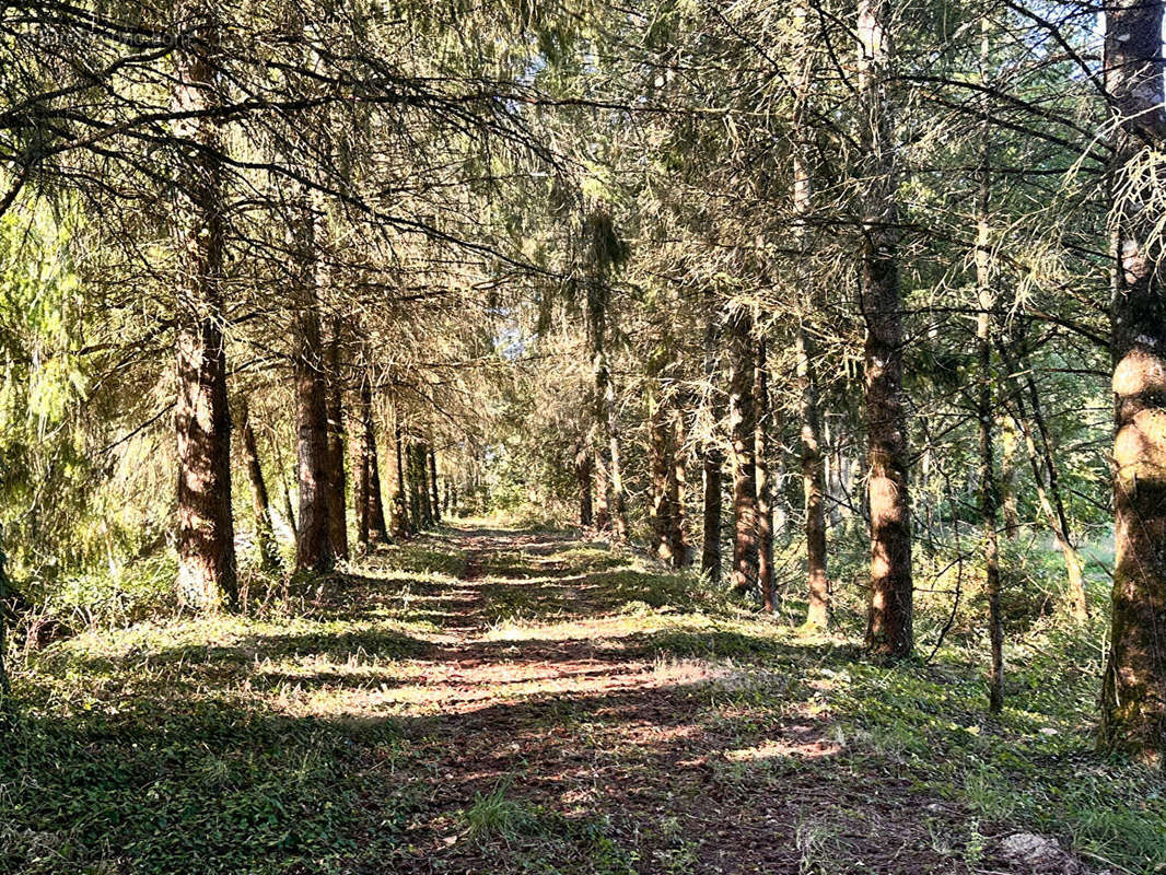 Terrain à COULLONS