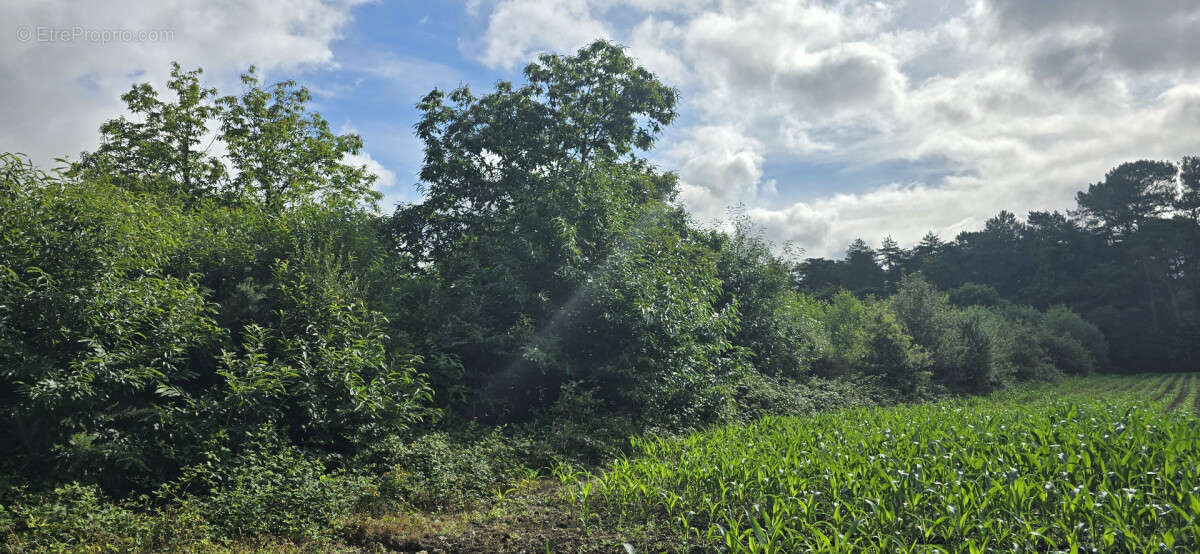 Terrain à BRUC-SUR-AFF