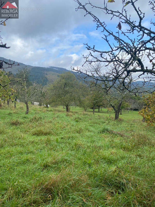 Terrain à AIGUEFONDE