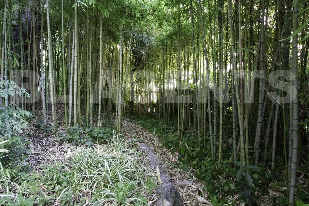 jardin foret de bambou - Appartement à NICE