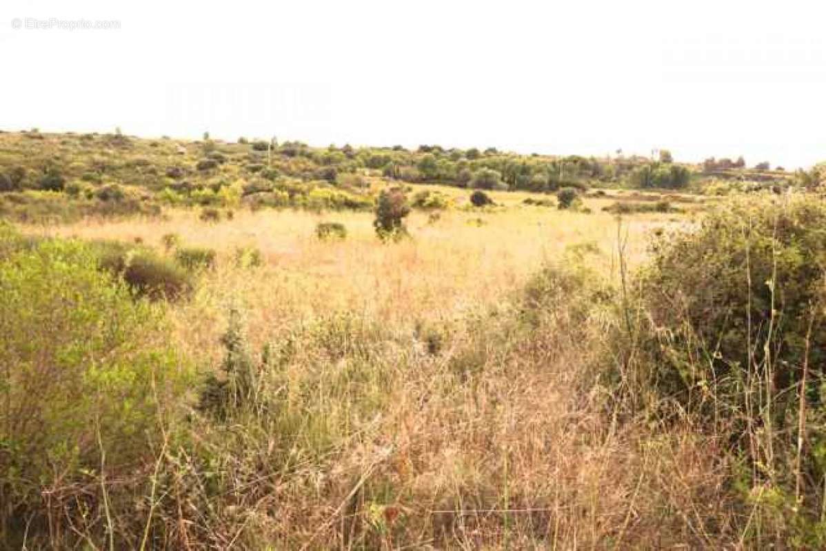 Terrain à LOUPIAN