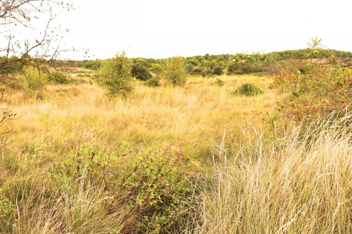 Terrain à LOUPIAN