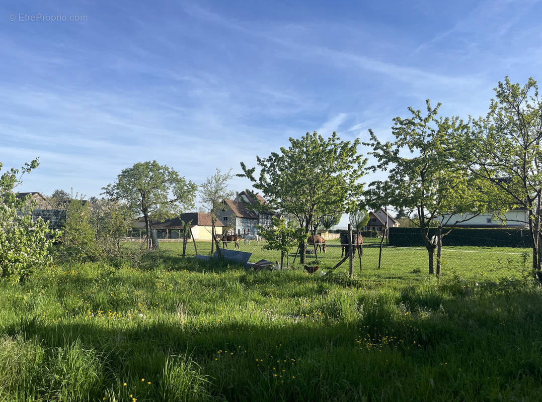 Terrain à HESSENHEIM