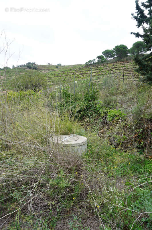 Terrain à COLLIOURE