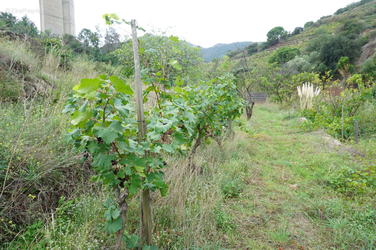 Terrain à COLLIOURE