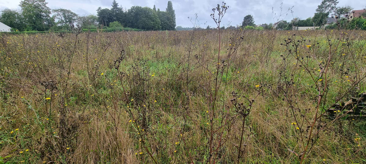 Terrain à COURLON-SUR-YONNE