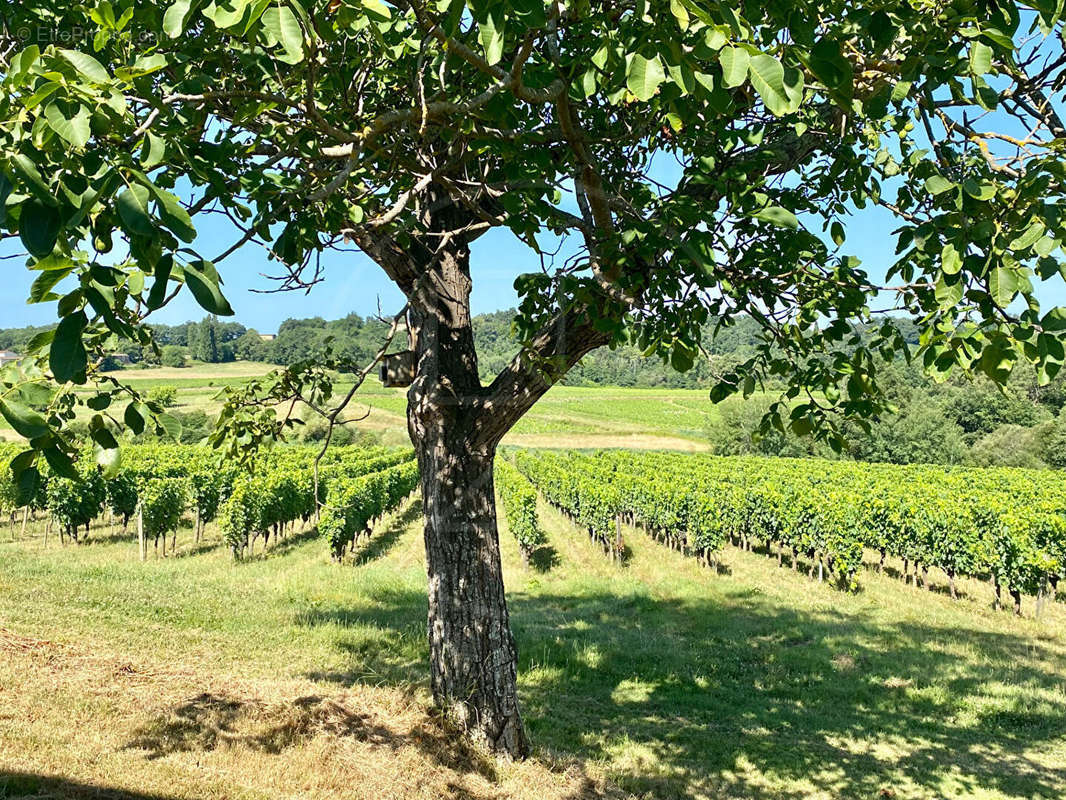 Terrain à SAINT-EMILION