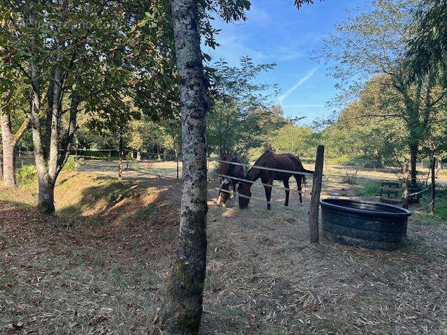 parc pour les chevaux bis - Maison à RISCLE