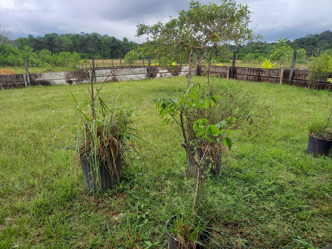 Terrain à KOUROU