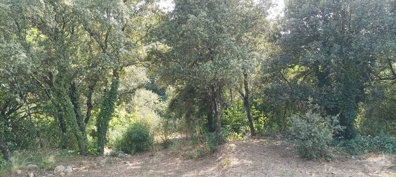 Terrain à SAINT-MAXIMIN-LA-SAINTE-BAUME