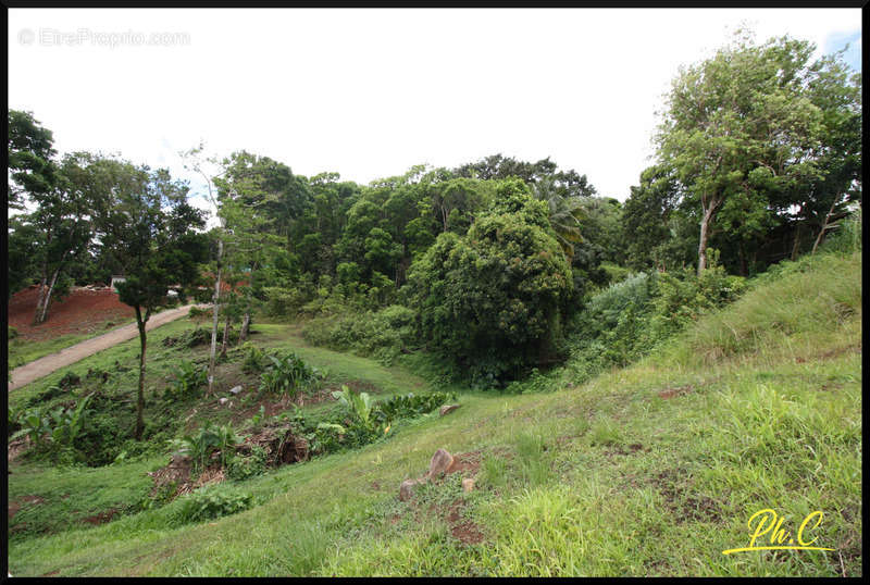 Terrain à SAINTE-LUCE