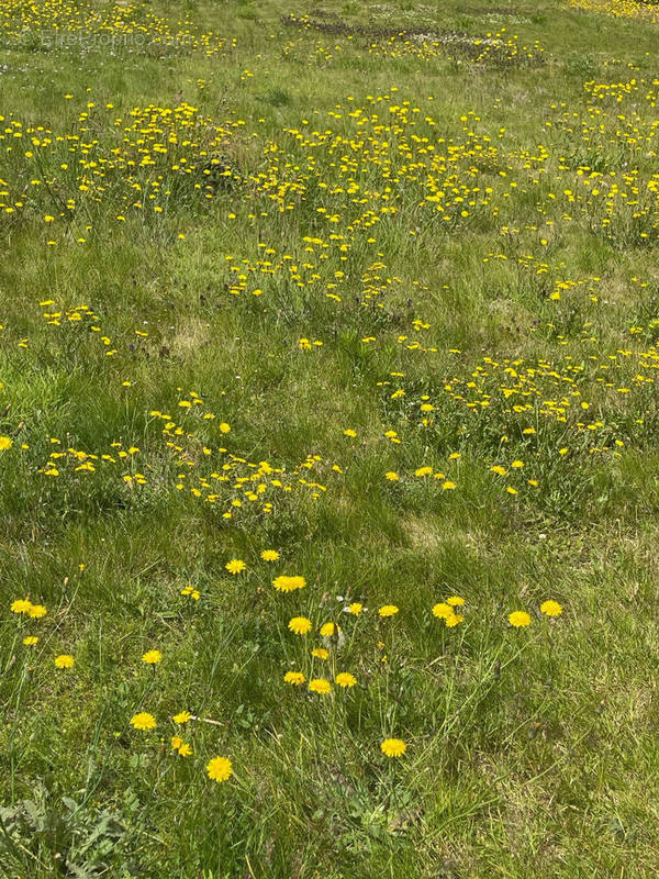 Terrain à SAINT-POL-DE-LEON