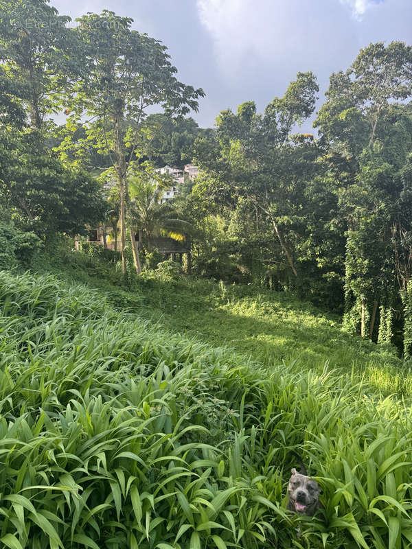 Terrain à FORT-DE-FRANCE