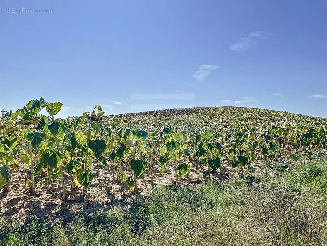 Terrain à LEVIGNAC