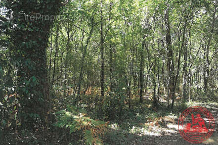 Terrain à LESPARRE-MEDOC