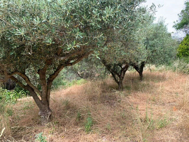 Terrain à OLLIOULES