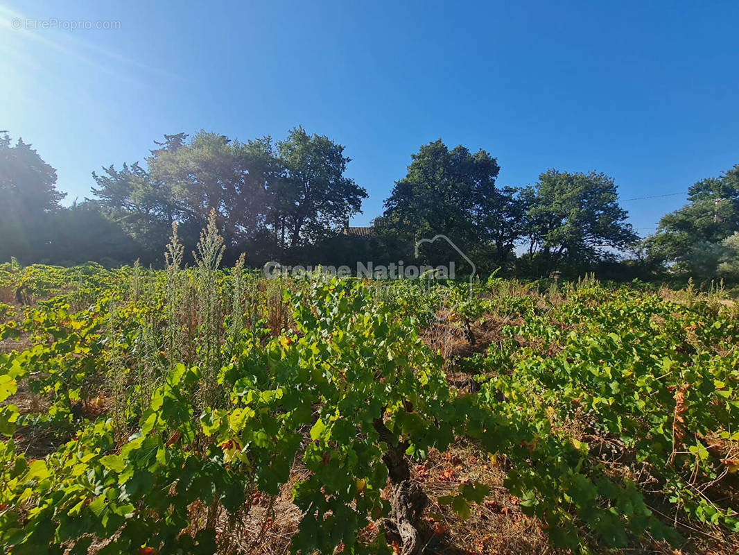 Terrain à SAINTE-CECILE-LES-VIGNES