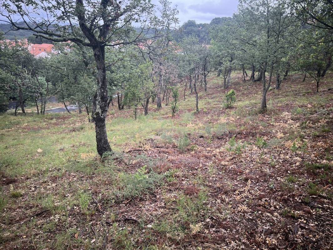 Terrain à MONTESQUIEU-DES-ALBERES