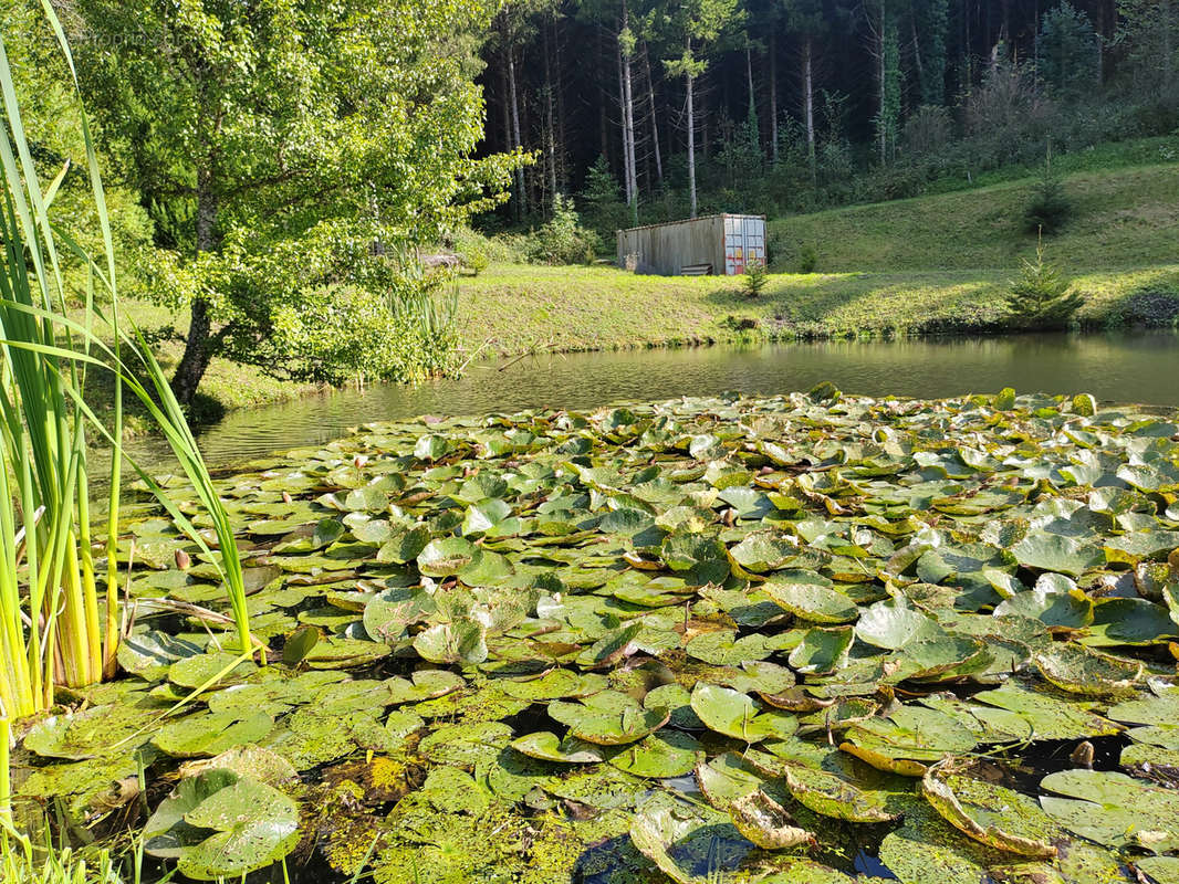 Terrain à MASEVAUX