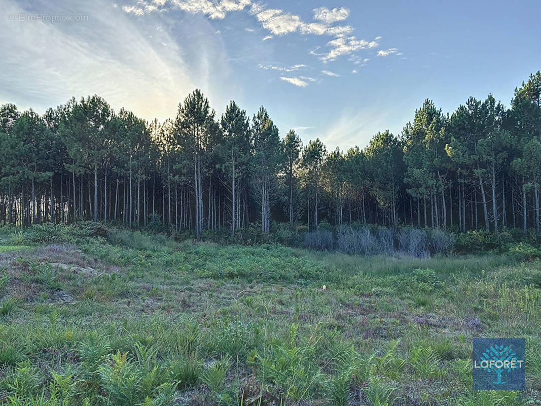 Terrain à TOSSE