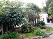 Maison à PELLOUAILLES-LES-VIGNES