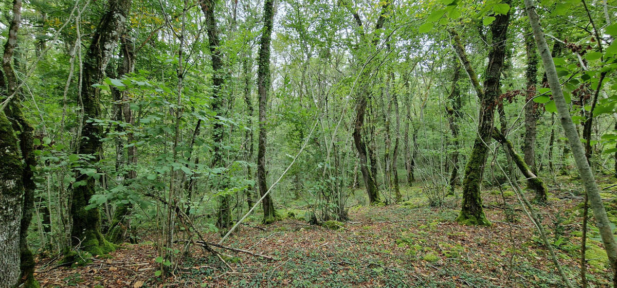 Terrain à SAINT-PIERRE-DE-MAILLE