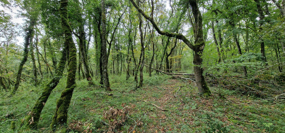 Terrain à SAINT-PIERRE-DE-MAILLE