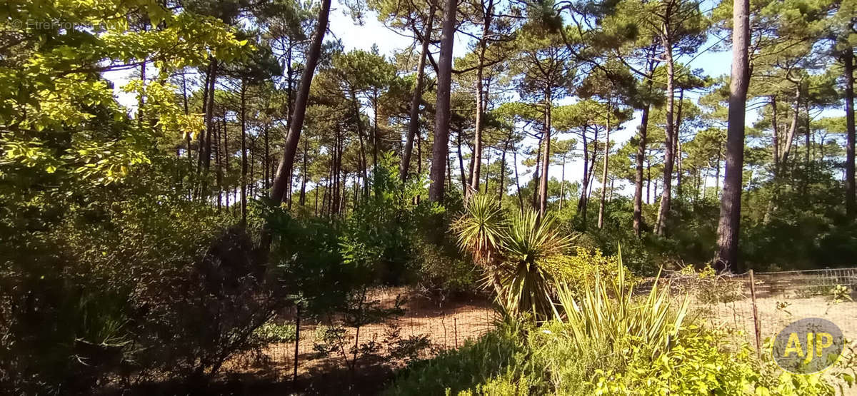 Maison à LEGE-CAP-FERRET