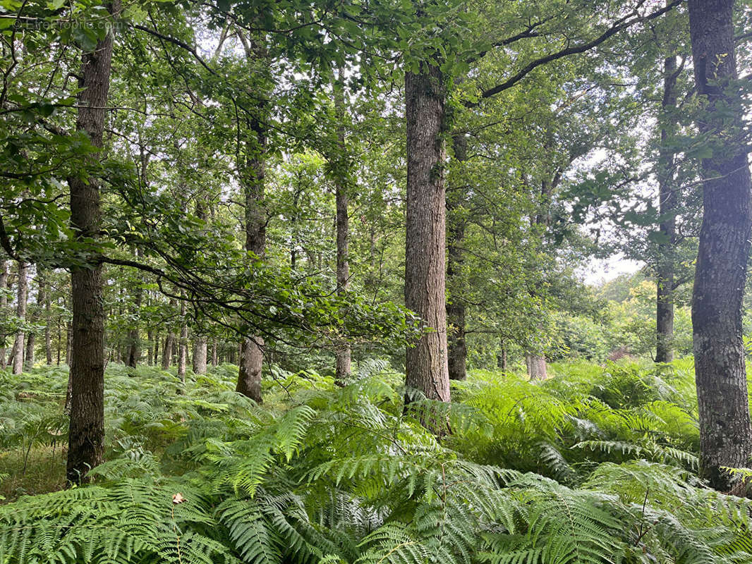 Terrain à BOUZY-LA-FORET