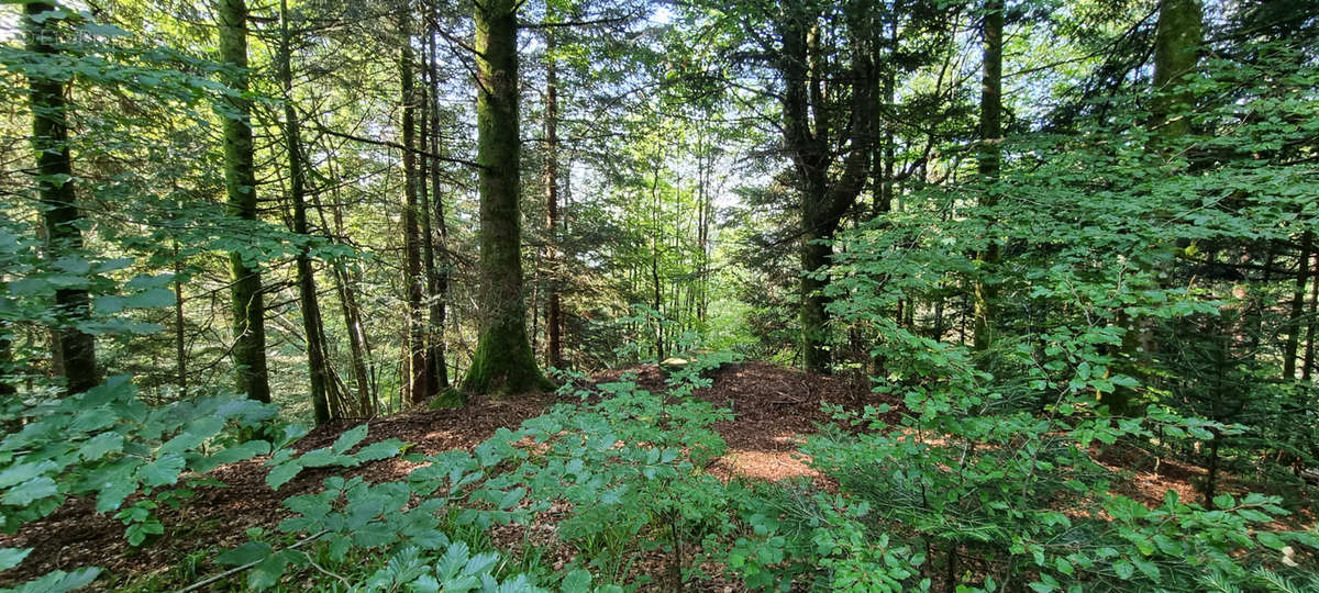 Terrain à LEPUIX