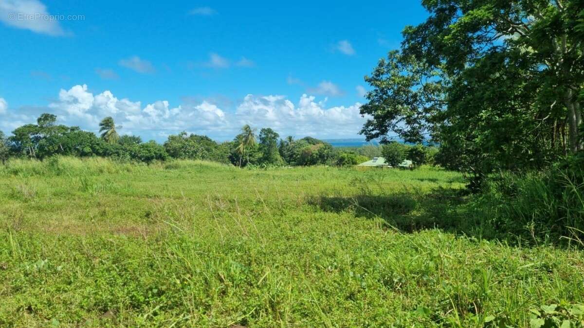 Terrain à GOYAVE