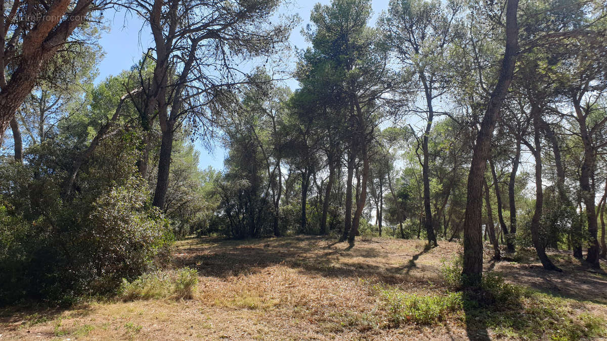 Terrain à SAINT-CLEMENT-DE-RIVIERE